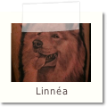Linnea